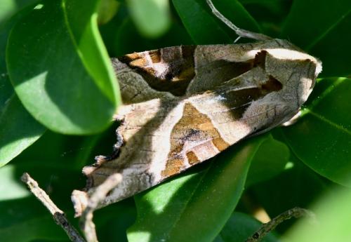 Réf. 358 473 : Phlogophora meticulosa